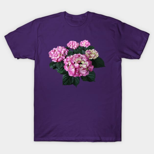 Hydrangeas - Circle of Pink Hydrangea T-Shirt by SusanSavad